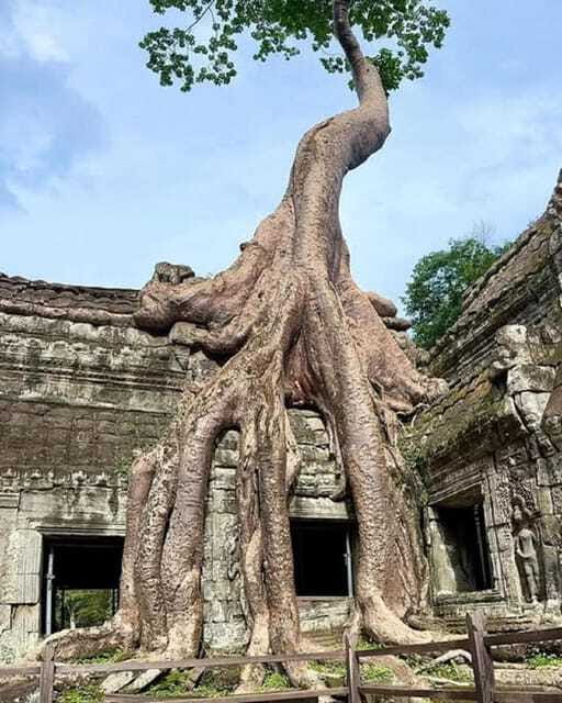 1-Day Trip to Angkor Wat with a Private or Shared Guide in Spanish - Ta Prohm’s roots, plus a smart photo stop at Victory Gate
