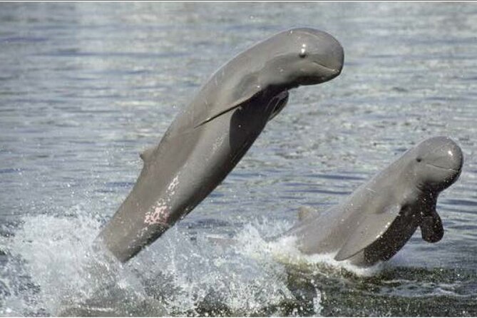 4 hours taking tuk tuk to see Mekong dolphins and countryside - Key moments to look for