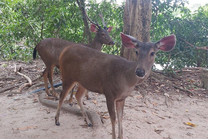 A Day Trip To Phnom Chisor - Tonle Batti From Phnom Penh - The optional wildlife add-on: Phnom Ta Moa Zoo pass and Phnom Tamao Wildlife Rescue Centre
