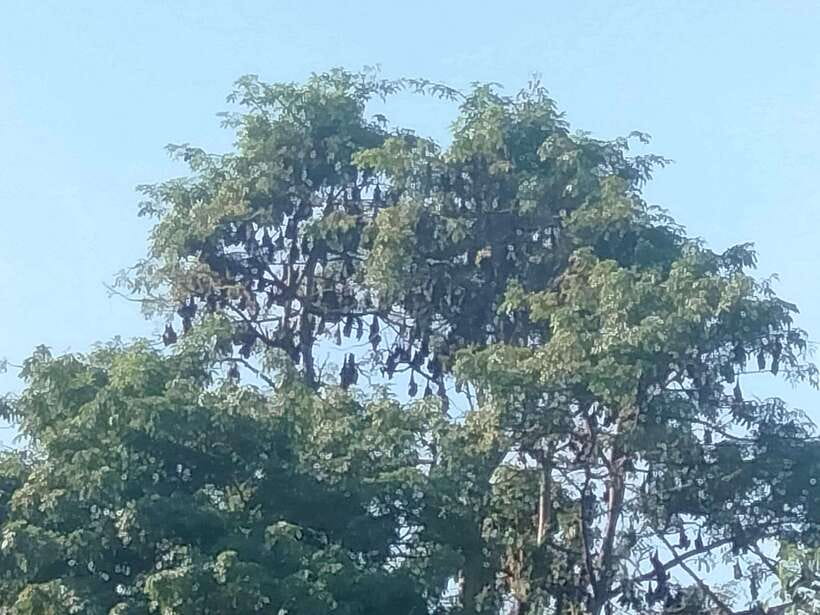 Afternoon Tour: Bamboo Train, Killing Cave &Bat Cave - Bat Cave at Sunset: The Timing That Makes the Whole Day Work