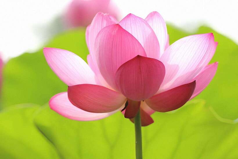 Angkor Silk Farm & Lotus Silk Farm: Siem Reap Discovery Tour - How Long It Takes, and What Fits Your Schedule