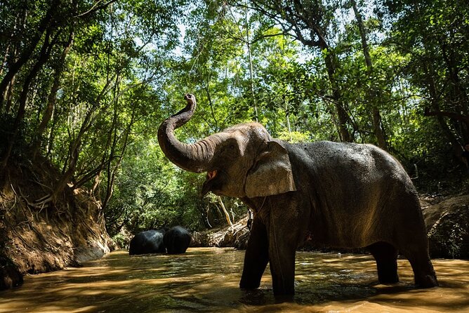Angkor Wat Temples & Kulen Elephant Forest Day Tour - A smart combo day in Siem Reap: Angkor temples plus Kulen elephants