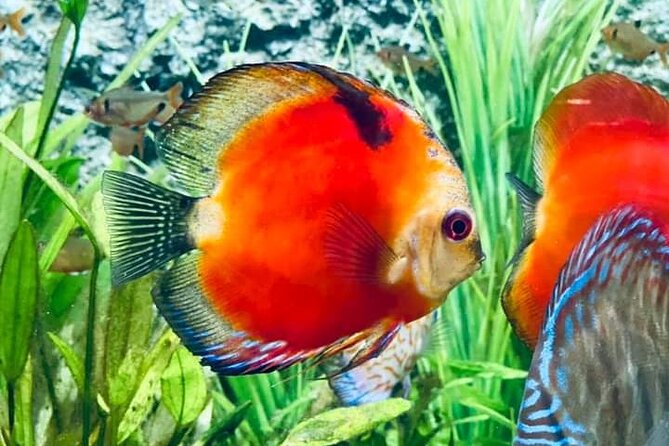 Angkor Wildlife & Aquarium Halfday tour - Key things to know before you go