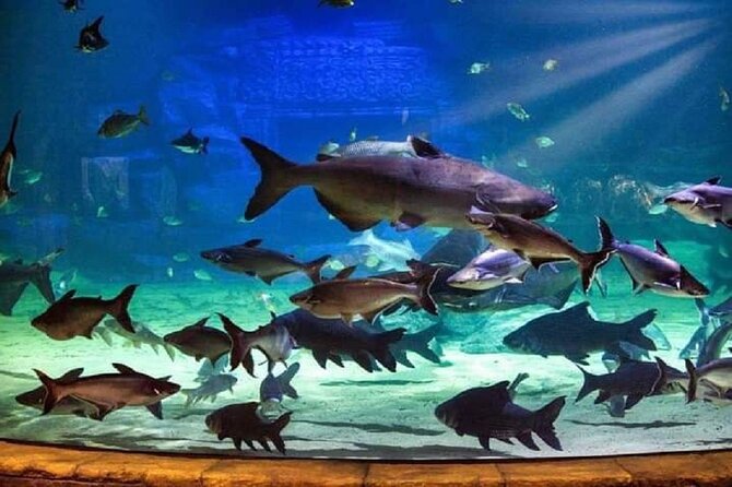 Angkor Wildlife & Aquarium Halfday tour - Wildlife exhibits: sun bears, tigers, and snakes