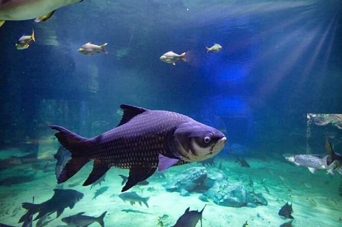 Angkor Wildlife & Aquarium Halfday tour - Why the conservation angle matters here