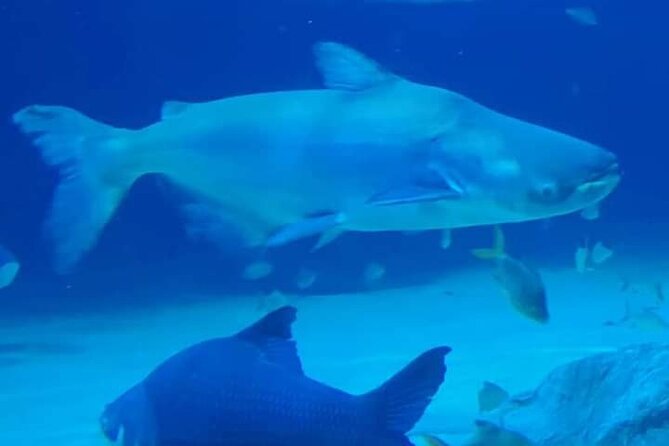 Angkor Wildlife & Aquarium Halfday tour - Price and logistics: what $29 covers, and what it doesn’t