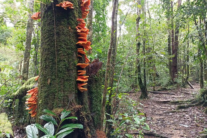 Aural Mountain Trek: Cambodia Tallest Peak Challenge - Day 3: Summit Aural Mountain, Evergreen Views, and the 1974 Plane Wreck