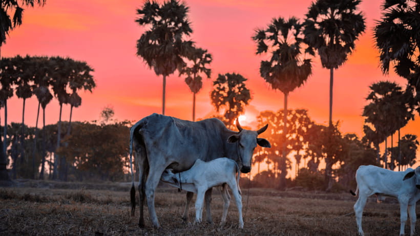 Authentic Siem Reap: Tuk Tuk Countryside and Sunset Tour - Basket Workshop, Spiritual Houses, and Everyday Khmer Craft