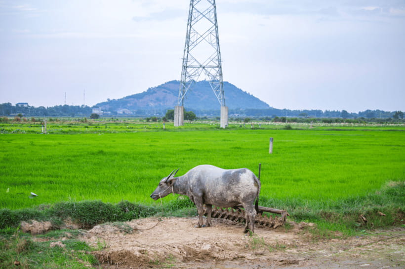 Authentic Siem Reap: Tuk Tuk Countryside and Sunset Tour - Rice Wine Distillation: The Circular Life of Rice, Fermentation, and Feed