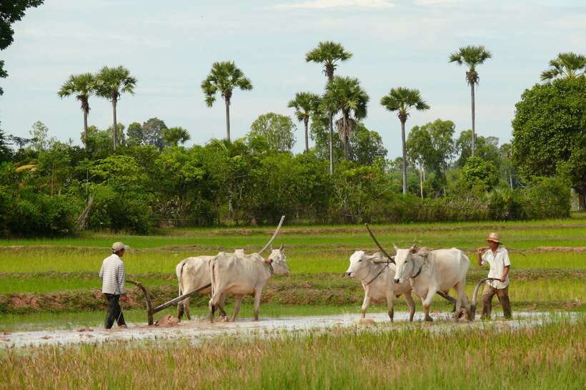 Back to Basics: Siem Reap Village Tour in Cambodia - Back to Basics Siem Reap, a village day run with permission