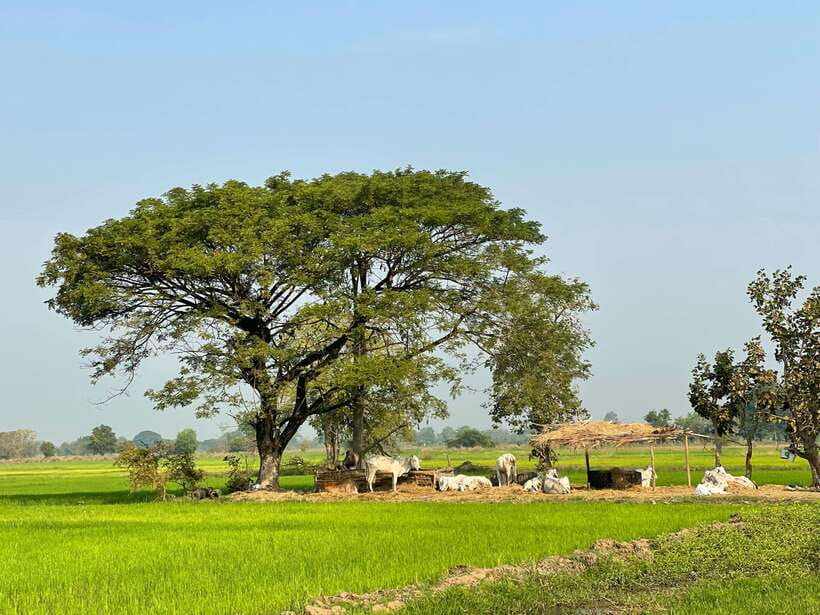 Battambang: Bamboo Train, Bat Cave and Killing Cave Tour - Battambang in One Afternoon: The 1:00 pm to 7:00 pm Flow That Works