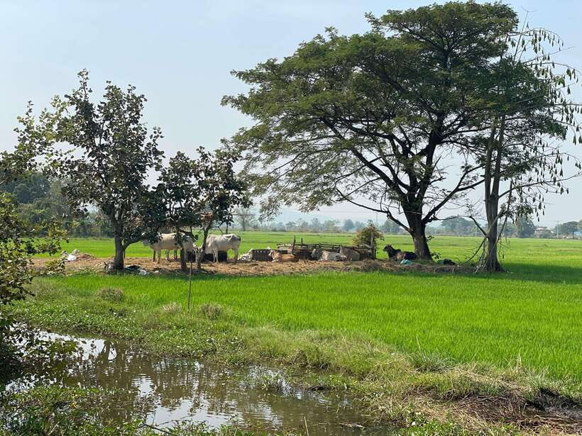 Battambang: Bamboo Train, Bat Cave and Killing Cave Tour - City Landmarks First: France Colonial Corners, Wat Domrey Sor, and Lok Ta Dombong