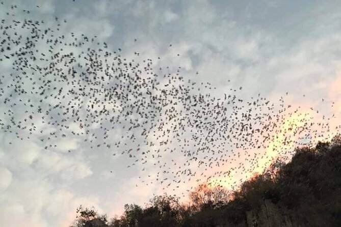 Battambang Private afternoon tour bamboo train bat cave & village - Key Highlights to Know Before You Go