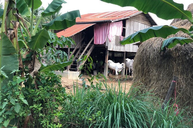 Battambang Private afternoon tour bamboo train bat cave & village - Bamboo Train Segment: The Ride That Changes the Mood
