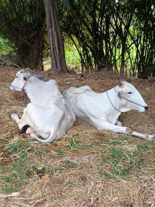 Battambang Private Full-Day Tour - Samrong Knong Killing Field: why guided context matters