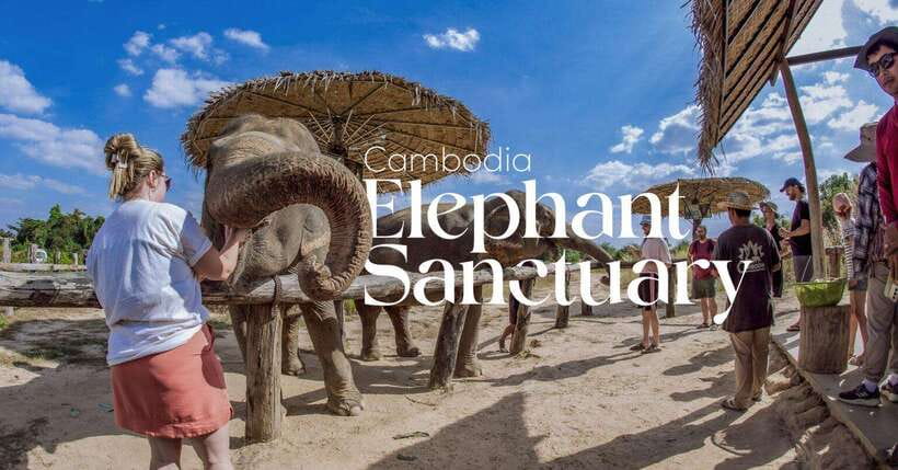 Cambodia Elephant Sanctuary and Banteay Srey Temple Tour - A 5-to-8-hour day that mixes elephants and Angkor-area temples