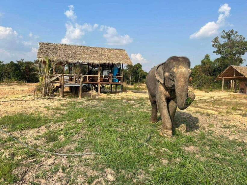 Cambodia Elephant Sanctuary Include Hotel Transfer Roundtrip - Key Highlights You’ll Care About