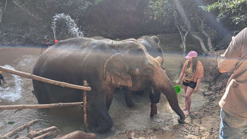 Cambodia Elephant Sanctuary Include Hotel Transfer Roundtrip - The First Hour on Site: Guided Walking, Photo Stops, and Wildlife Viewing
