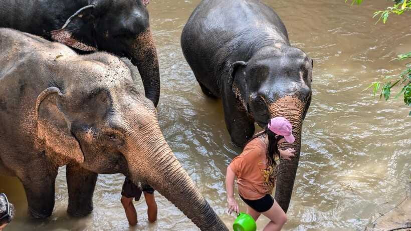 Cambodia Elephant Sanctuary Include Hotel Transfer Roundtrip - Muddy Bath Moments and Up-Close River Time
