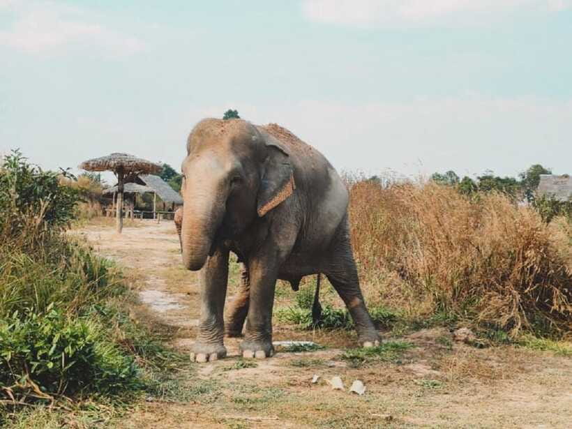 Cambodia Elephant Sanctuary Include Hotel Transfer Roundtrip - What’s Included, and What That Means for Your Wallet