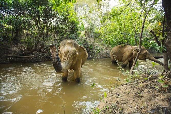 Cambodia Elephants Haft Day Experiences from Siem Reap - What Makes This Elephant Day Feel Ethical (Not Like a Ride)