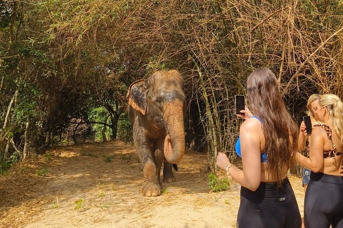 Cambodia Elephants Haft Day Experiences from Siem Reap - Siem Reap Pickup and the Ride to the Sanctuary Sites