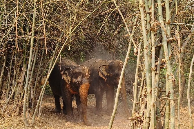Cambodia Elephants Haft Day Experiences from Siem Reap - What’s Included in the $99 Price, and Why It Feels Fair
