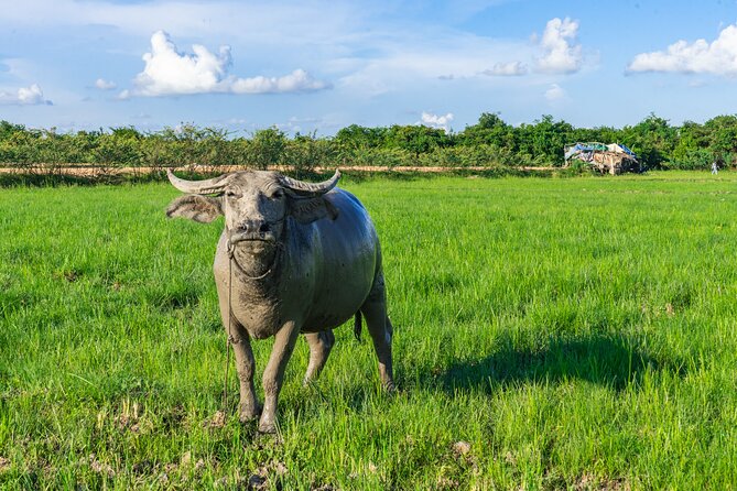 Countryside Sunset Jeep Tour with Drinks included - Phnom Krom Rice Fields at Sunset, Drinks, and Photo Time
