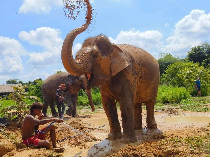 Elephant Sanctuary Cambodia, Pickup and drop off included - Observation and Relaxation Time: Watching Elephants Socialize