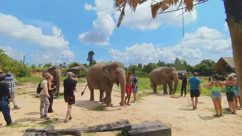 From Siem Reap: Elephant Sanctuary Experience with Transfers - What’s Included in the Price, and Where Your Money Goes