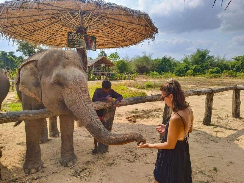 From Siem Reap: Elephant Sanctuary Experience with Transfers - Forest Trek Moments: Seeing the Habitat, Not Just the Animals