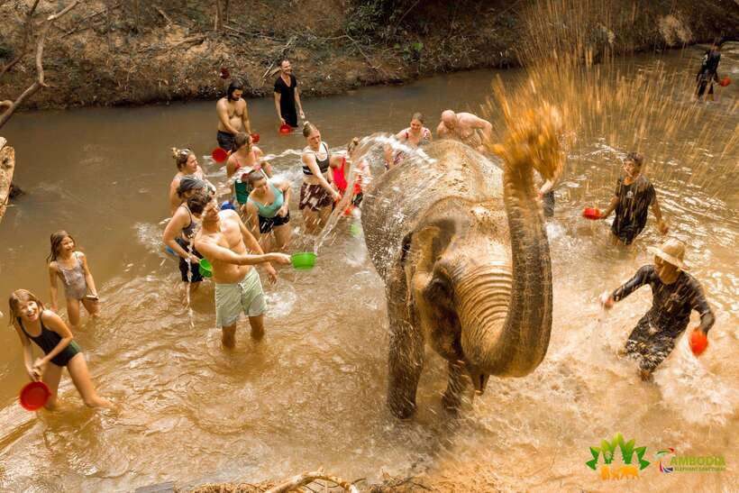 From Siem Reap: Elephant Sanctuary Experience with Transfers - Mud Bath and Pond Watching: The Elephants Learn You the Rules
