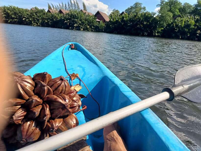 Green Cathedral Kayaking Journey & Reflection River View - Logistics that matter: meeting point, pickup range, and what to bring