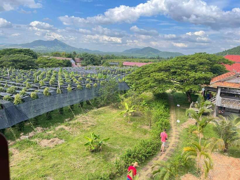 Kampot Pepper Farm, Salt Fields, Crab Market from Phnom Penh - La Plantation organic pepper farm: learning Kampot pepper the real way