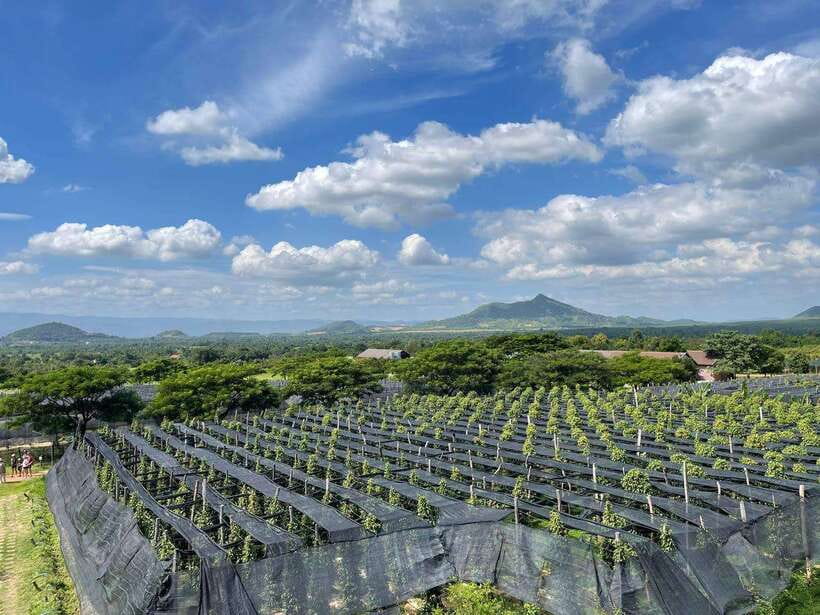 Kampot Pepper Farm, Salt Fields, Crab Market from Phnom Penh - Time, walking, and what to bring for a comfortable 11 hours