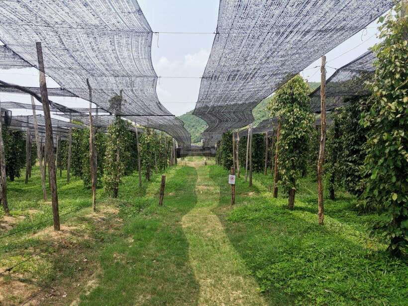Kampot Pepper Farm Tour: Salt Fields, La Plantation & Cave - A 6-Hour Kampot Day That Links Food, Farming, and Caves
