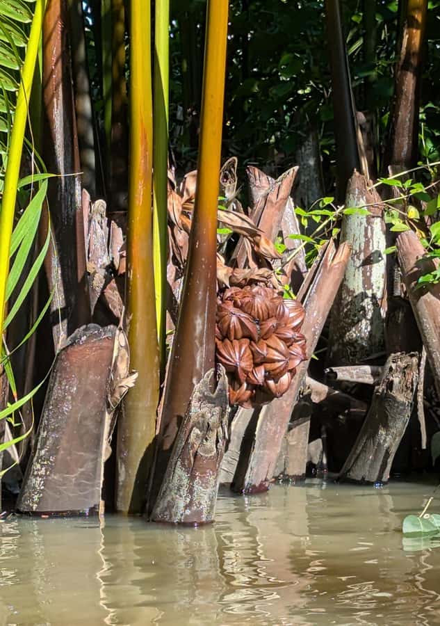 Kampot's Countryside & Kayak Tour, Pepper Farm include Lunch - Price and value: where the $46 per person really goes