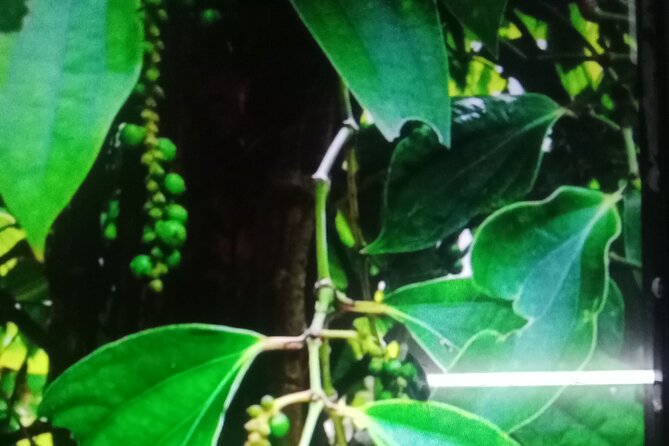 KAMPOT TRAVEL-Pepper farm. Cave.Secret lake-Crab market & Salt... - La Plantation pepper farm walk: learning that feels practical