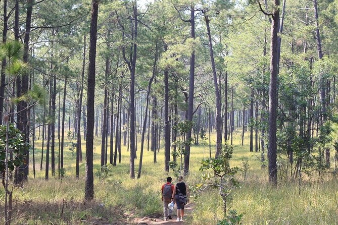 Kirirom National Park Private Day Tour from Phnom Penh - Should you book this private Kirirom and Chambok tour?