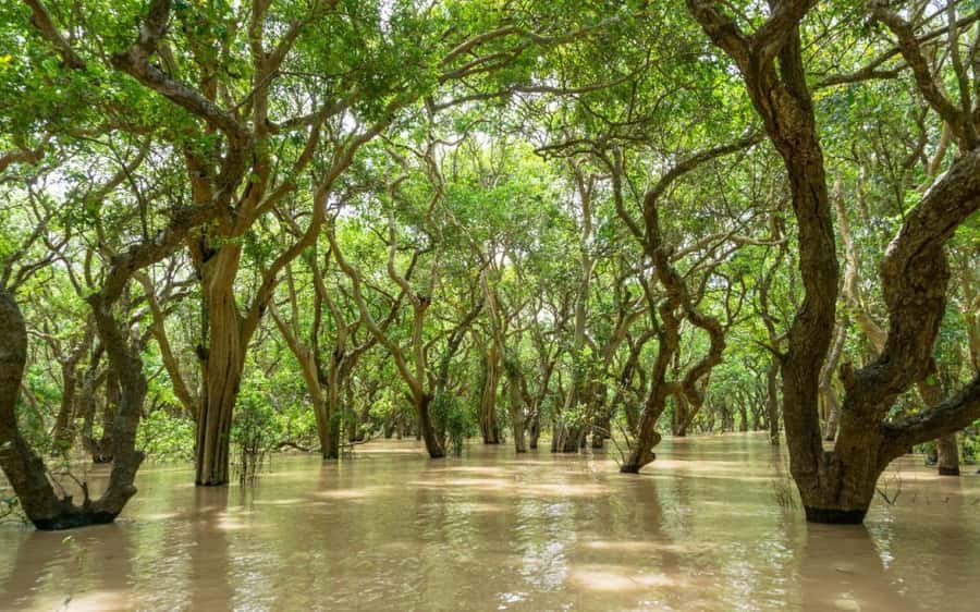 Kompong Pluk Tour - Getting from Siem Reap to Kompong Phluk without the hassle