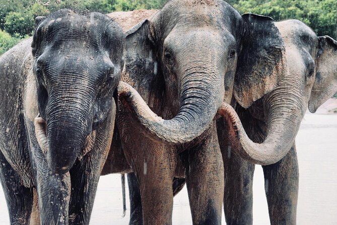 Kulen Elephant Forest and Tonle Sap Lake by Private Tour - Phnom Kulen to Kulen Elephant Forest: the jungle drive sets the tone