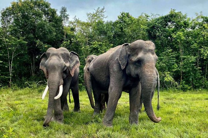 Kulen Elephant Forest and Tonle Sap Lake by Private Tour - Kulen Elephant Forest camp: elephants first, with a real briefing