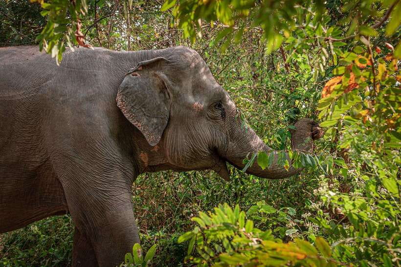 Kulen Elephant Forest Siem Reap in Small Group - Kulen Elephant Forest: a retirement home, not a quick photo stop