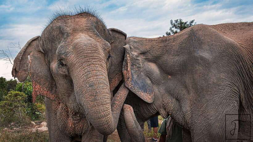 Kulen Elephant Forest Siem Reap in Small Group - The day’s core experience: observation trekking and pond time