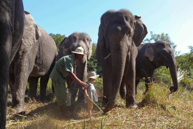 Kulen Elephant Forest Siem Reap in Small Group - Enrichment, interaction, and handlers working close by
