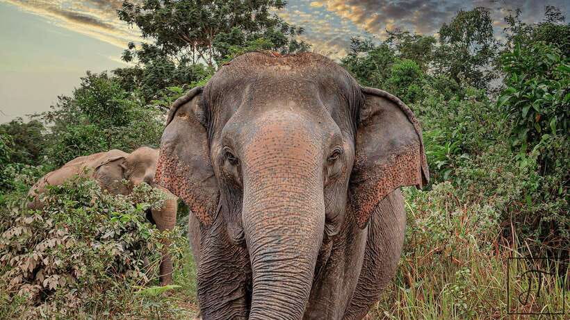 Kulen Elephant Forest Siem Reap in Small Group - Getting out of Siem Reap: the 1-hour drive that sets the mood
