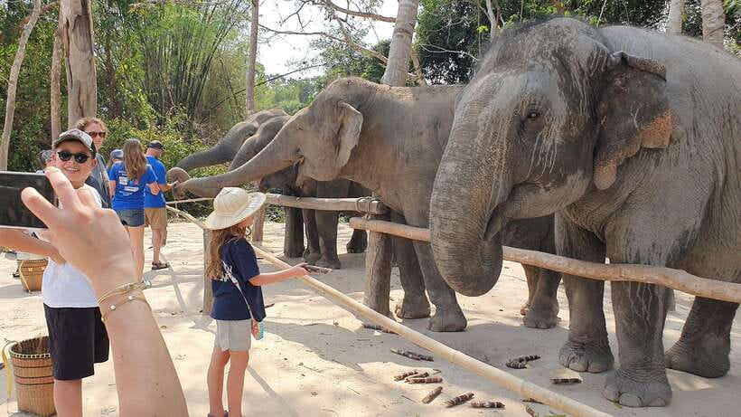 Kulen Elephant Forest & Tonlesap Lake - Kulen Elephant Forest: why this day feels different