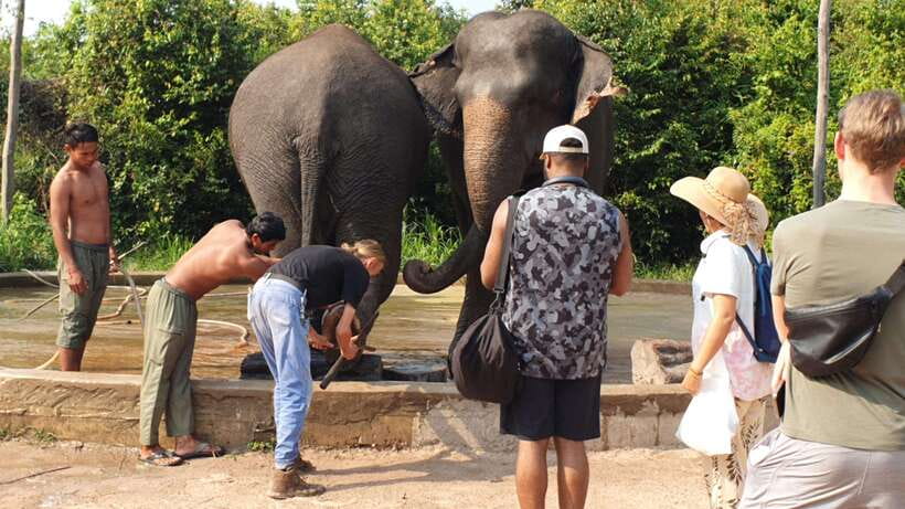 Kulen Elephant Forest & Tonlesap Lake - Price and logistics: is $126 per person fair value