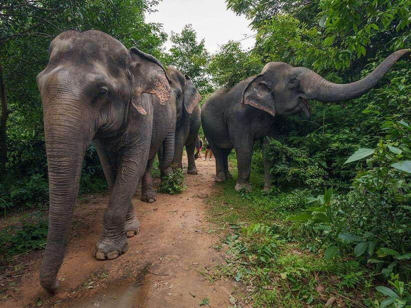 Kulen Elephant Forest Tour with Hotel Pick-up & Drop off - Kulen Elephant Forest: What This Day Is Really About