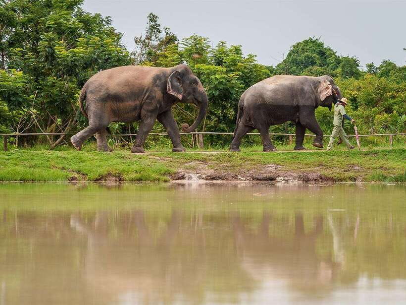 Kulen Elephant Forest Tour with Hotel Pick-up & Drop off - Water Time: Swimming and Getting Sprayed Down